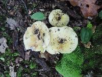 Russula cyanoxantha var. flavoviridis image