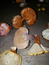Ganoderma curtisii image