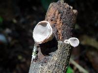 Auricularia nigricans image