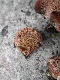 Abortiporus biennis image