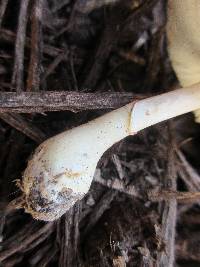 Leucoagaricus rubrotinctus image