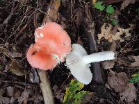 Russula silvicola image