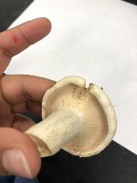 Lactifluus glaucescens image
