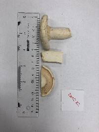 Lactifluus glaucescens image