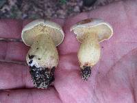 Tricholoma odorum image