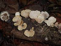 Trametes menziesii image