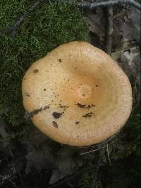 Lactarius salmonicolor image