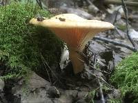 Lactarius salmonicolor image