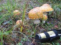 Amanita muscaria var. formosa image