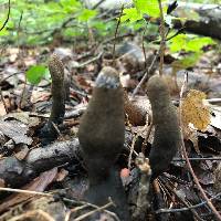 Xylaria longipes image