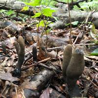 Xylaria longipes image