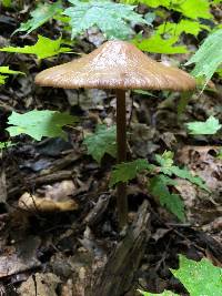 Oudemansiella furfuracea image