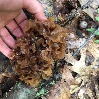 Phaeotremella foliacea image