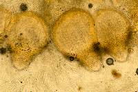 Hypomyces hyalinus image