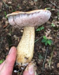 Tylopilus felleus image