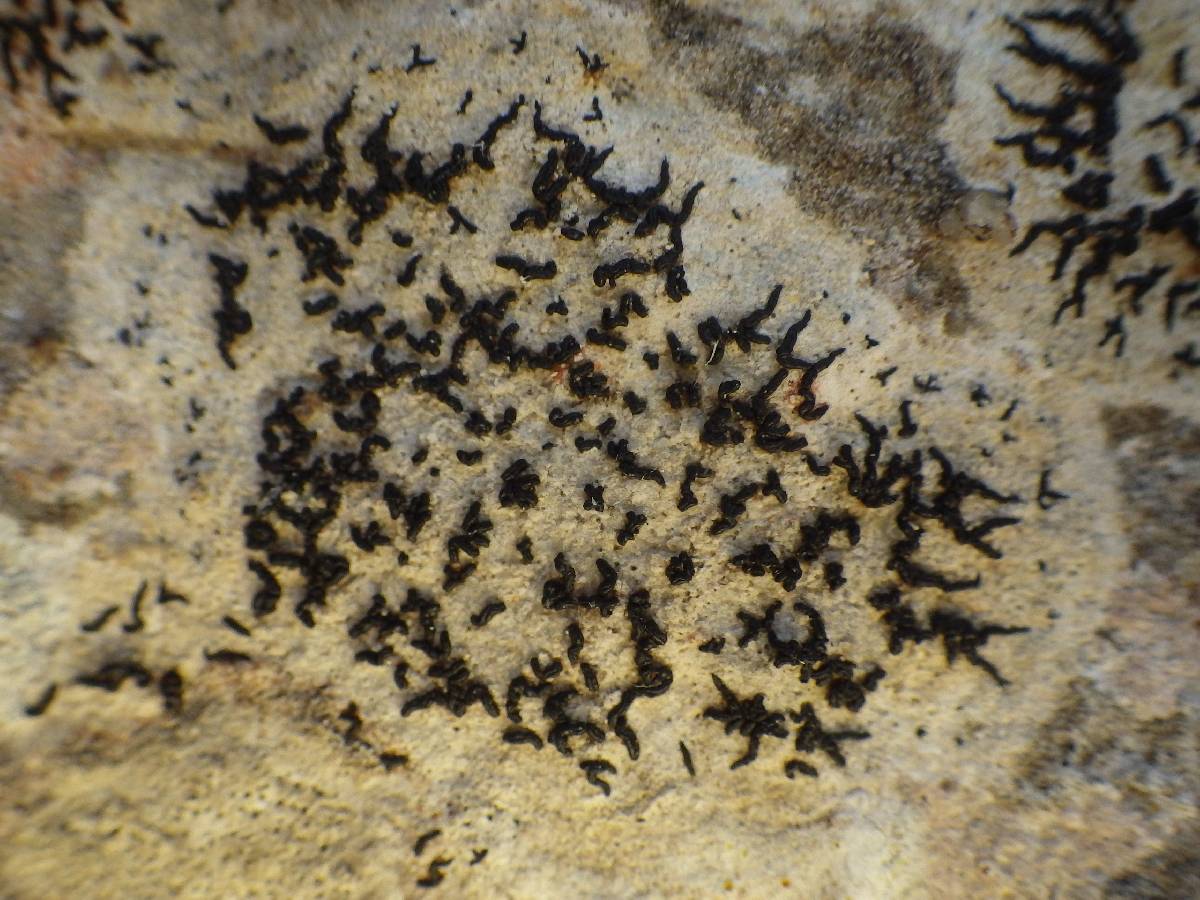 Arthonia calcarea image