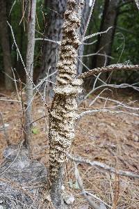 Bjerkandera adusta image
