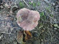 Russula veternosa image