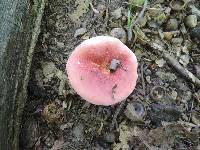 Russula borealis image