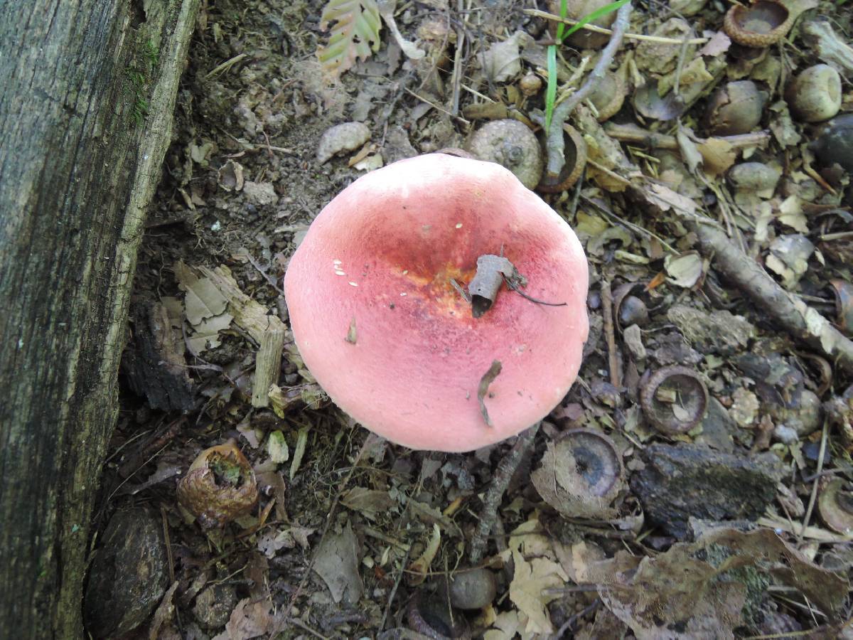 Russula borealis image