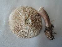 Lactarius mucidus image