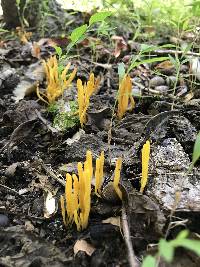 Clavulinopsis fusiformis image