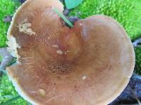 Lactarius volemus image