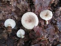 Lactarius cinereus image