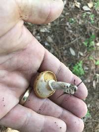 Suillus cothurnatus image