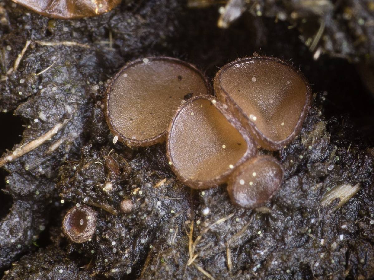 Pseudombrophila cervaria image
