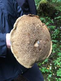 Boletus coniferarum image