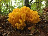 Ramaria aurea image