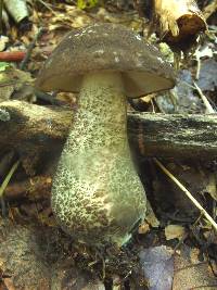 Leccinum snellii image