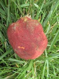 Boletus speciosus image