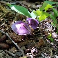 Cortinarius iodes image