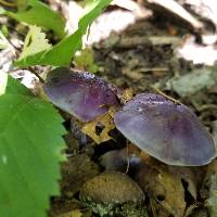 Cortinarius iodes image