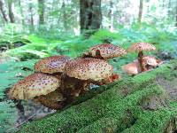 Pholiota squarrosoides image