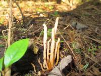 Clavulinopsis fusiformis image
