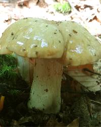 Cortinarius sphaerosporus image