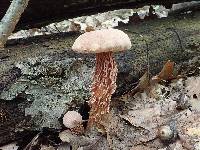 Aureoboletus russellii image