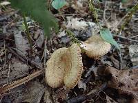 Paxillus involutus image
