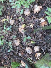 Geastrum pectinatum image