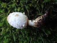 Coprinus palmeranus image