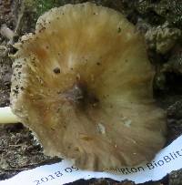 Chrysomphalina strombodes image