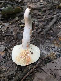 Lactarius subvernalis image