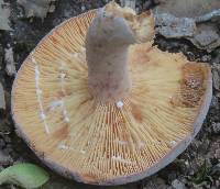 Lactifluus corrugis image