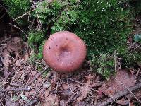 Russula brunneola image