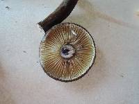 Lactarius lignyotus var. nigroviolascens image