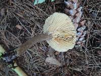 Lactarius lignyotus image