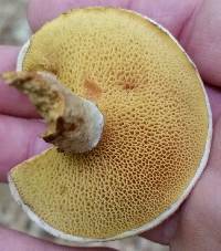 Suillus spraguei image